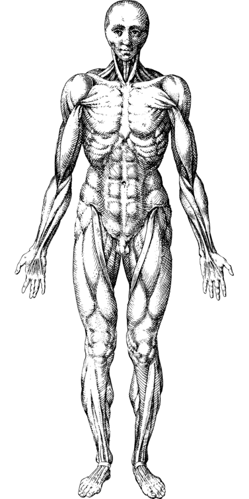 Preventing Foot Sprains: What To Know About Foot Anatomy Preventing Foot Sprains: What To Know About Foot Anatomy